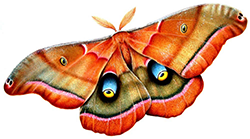 Energize & Arouse with Male Silk Moth